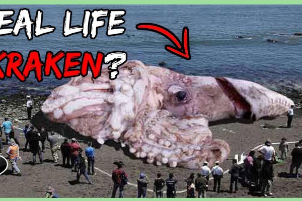 Маркетплейс кракен kraken